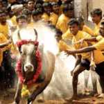 Bull-Tamer-preparation-in-Erode-for-Jallikattu