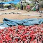 _Fireworks-factory-demand-Sivakasi-area-Porridge-open_