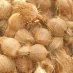 _Gaja-Storm-after-coconut-price-increased_