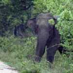 Gudalur-near-entry-elephant