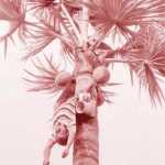 Palm-tree-climbing-worker-death