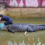 Pet-crocodile-mauls-woman-to-death-in-Indonesia