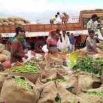 Pongal-festival-Vegetables-prices-increased–in-Oddanchatram