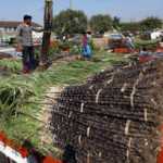 Pongal-festival-echo-people-crowd-increased-in-Market