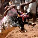 _Viralimalai-jallikattu-contest-tomorrow_