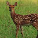 vehicle-collide-deer-death-near-Tirupur_