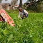 6000-dole-means-yo-India-poorest-farmers
