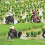 Budget-2019-73-lakh-TN-farmers-to-get-Rs-6000-per-year