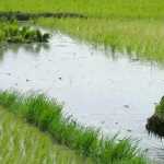 Budget-2019-farmers-owning-upto-2-hectares-to-get-Rs-6000