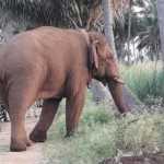Forest-officials-consulting-chinna-thambi-elephant-bring