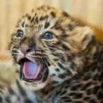 Leopard-cub-seized-from-passenger-at-Chennai-airport