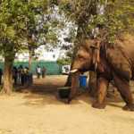 Madras-HC-order-Make-sure-chinnathambai-elephant-is-safe