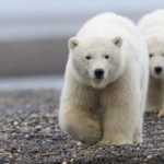 Russian-islands-declare-emergency-after-polar-bear-invasion