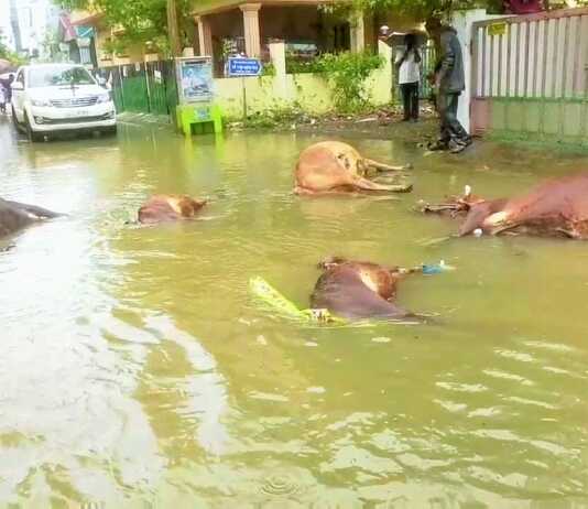 மேடவாக்கம் : தேங்கி இருந்த மழைநீரில் மின்சாரம் பாய்ந்து மாடுகள் பலி : விபத்து அறிந்து விரைந்து வந்த எம்.எல்.ஏ அரவிந்த் ரமேஷ்