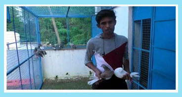 6th year traditional long distance flying pigeon race at Papanasam near Kumbakonam