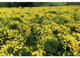 கும்பகோணம் அருகே உள்ள அய்யம்பேட்டை பகுதிகளில் பொங்கல் பண்டிகைக்கு விற்பனைக்காக காத்திருக்கும் செவ்வந்திப் பூக்கள்..
