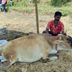 Atrocity to cut the tail of a cow grazing a banana leaf near Kumbakonam_1 (2)