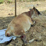 Atrocity to cut the tail of a cow grazing a banana leaf near Kumbakonam_2 (2)