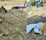the cruelty of cutting the leg of a life without a mouth because of grazing a banana leaf