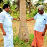 If not detected and controlled in time .. Yield will decrease! The dry tree will die too !! Damage caused by coconut sap disease !!!-1 (2)