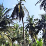 If not detected and controlled in time .. Yield will decrease! The dry tree will die too !! Damage caused by coconut sap disease !!!-2 (2)