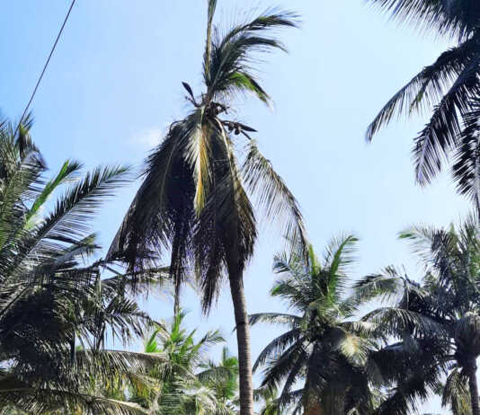 காலத்தே கண்டறிந்து கட்டுப்படுத்தாவிட்டால்.. காய்ப்புக் குறையும் ! காய்ந்த மரமும் சாயும் !! தென்னை சாறு வடிதல் நோய் ஏற்படுத்தும் பாதிப்பு !!!