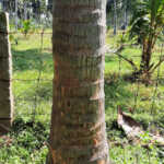 If not detected and controlled in time .. Yield will decrease! The dry tree will die too !! Damage caused by coconut sap disease !!!-3 (2)