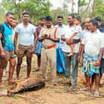 Point deer that fell into a farm well in Karamedu village – Firefighters rescued and released into the forest after a long struggle-2 (2)
