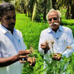 Takkaippūṇṭu plays an important role in stabilizing the soil – Govindaraj, a pioneer farmer in Madukkur-1 (2)