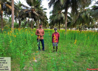 விளைச்சல் மண்ணுக்கு வனப்பும் தரும் வளமும் தரும் … சணப்பு !
