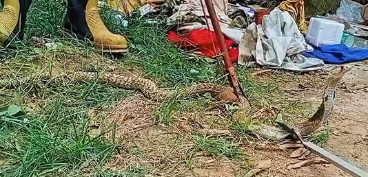 தேவாலயத்திற்குள் புகுந்த 8 அடி நீளமுள்ள நல்ல பாம்பு .. லாவகமாக பாம்பைப் பிடித்து வனப்பகுதியில் விட்ட பூவிருந்தவல்லி தீயணைப்பு துறையினர் ..