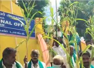 கைகளில் மக்காசோள பயிர்களை ஏந்திக்கொண்டு கும்பகோணம் கோட்டாச்சியர் அலுவலக வாயலில் கோரிக்கை முழக்க ஆர்ப்பாட்டம் செய்த விவசாயிகள் !