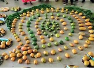 கும்பகோணம் : தேசிய மாம்பழத் தினத்தை முன்னிட்டு நூற்றுக்கணக்கான பள்ளி குழந்தைகள் பங்கேற்ற ஆடல் பாடல் நிகழ்ச்சி ..