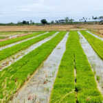 Liquid biofertilizers are a boon to the soil. Assistant Director of Agriculture, Madhukur Thilakavathy-2 (2)