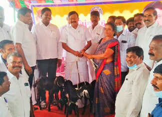 132 பயனாளிகளுக்கு தமிழ்நாடு அரசின் விலையில்லா வெள்ளாடுகள் வழங்கும் விழா : எல்லாபுரம் ஒன்றியத்தில் நடைப்பெற்ற விழாவில் கும்மிடிபூண்டி சட்டமன்ற உறுப்பினர் டி.ஜே.கோவிந்தராஜன் பயனாளிகளுக்கு வெள்ளாடுகளை வழங்கினார்..
