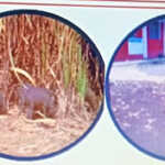 Thanjavur Simple way for farmers to protect their crops from wild boars – introduction of natural wild boar repellants-1 (2)