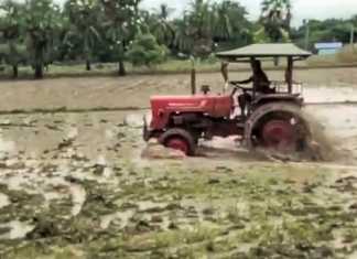யூரியா மற்றும் உரத் தட்டுப்பாட்டால் திருவாரூர் மாவட்டம் முழுவதும் விவசாயிகள் அவதி …