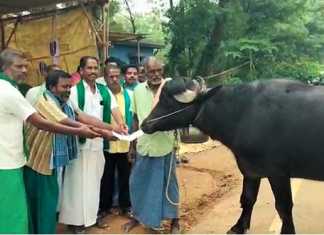 கும்பகோணம் : எருமை மாட்டிடம் மனுக் கொடுத்து நூதனமுறையில் போராடும் கரும்பு விசாயிகள்..