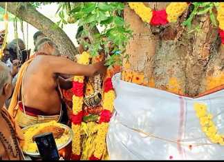 அரச மரத்திற்கும், வேப்ப மரத்திற்கும் திருமணம் : அழைப்பிதழ் அடித்து திருமணத்திற்கு அழைத்த காரணைமண்டபம் கிராம மக்கள்