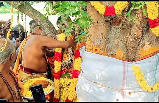 அரச மரத்திற்கும், வேப்ப மரத்திற்கும் திருமணம் : அழைப்பிதழ் அடித்து திருமணத்திற்கு அழைத்த காரணைமண்டபம் கிராம மக்கள்