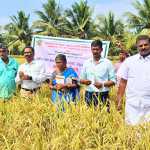 A field day ceremony to introduce a new variety of paddy was held in Olayagunnam village of Madhukur circle-p1 (2)