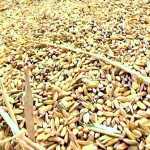 Due to laxity of Mannargudi government direct paddy purchase station, thousands of bundles of paddy are piling up – farmers suffer-p6 (2)