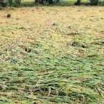 Due to the heavy rains accompanied by strong winds, more than 500 acres of samba paddy has been affected by rain and flood – Kumbakonam area farmers are worried-p1 (2)