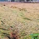 Due to the heavy rains accompanied by strong winds, more than 500 acres of samba paddy has been affected by rain and flood – Kumbakonam area farmers are worried-p2 (2)