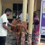 Measles vaccination camp for cattle held at Manjakudi -p2