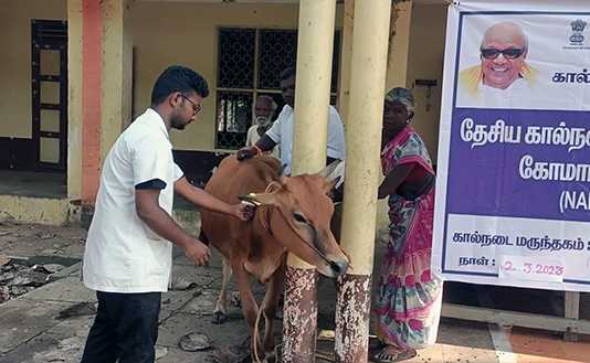 மஞ்சக்குடியில் நடைப்பெற்ற கால்நடைகளுக்கான கோமாரி நோய் தடுப்பூசி முகாம் ..