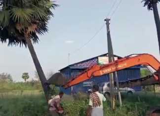திருவாரூர் மயிலாடுதுறை சாலையில் 100க்கு மேற்பட்ட பனைமரங்கள் நெடுஞ்சாலை துறையினரால் வெட்டபட்டு அகற்றம் : பனைத்தொழிலில் ஈடுப்பட்டுள்ள தொழிலாளர்கள் மற்றும் சமூக ஆர்வலர்கள் வேதனை …