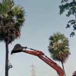 More than 100 palm trees were cut down and removed by the highway department on Mayiladuthurai road in Tiruvarur -p2
