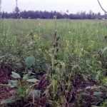 5000 acres of sesame crops got soaked in 4 days of continuous rain – farmers of Tiruvarur district suffer-p2