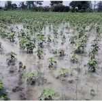 Damage to cotton crop due to summer rains… Farmers are suffering… Request to the government for relief-p1